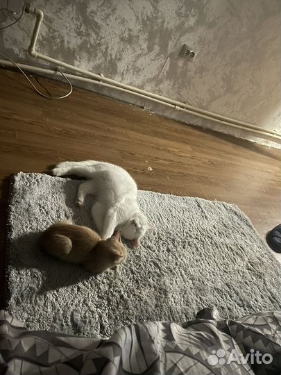 Хорошего котёнка в хорошие руки