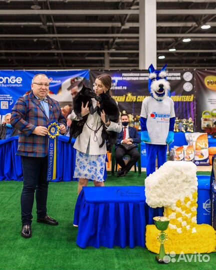 Хендлер. Выставки собак