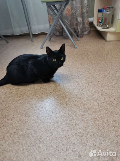 Котики бесплатно