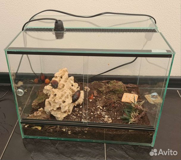 Террариум для рептилий