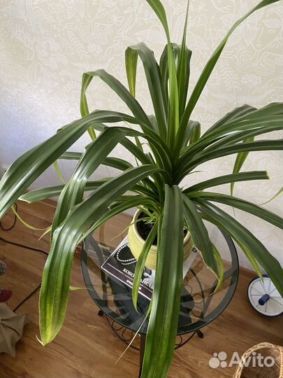 Панданус (винтовая пальма)