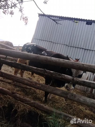 Продаётся корова