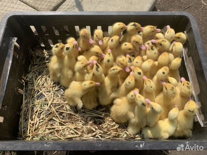 Муларды импорт