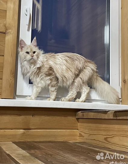 Кошки в добрые руки