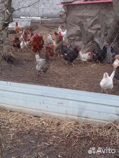 Цыплята суточные деревенские