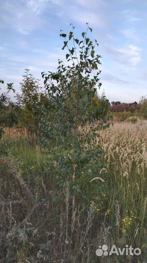 Берёза Обыкновенная 2м