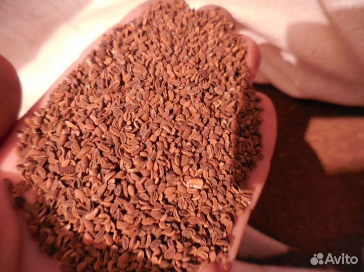 Семена фацелии