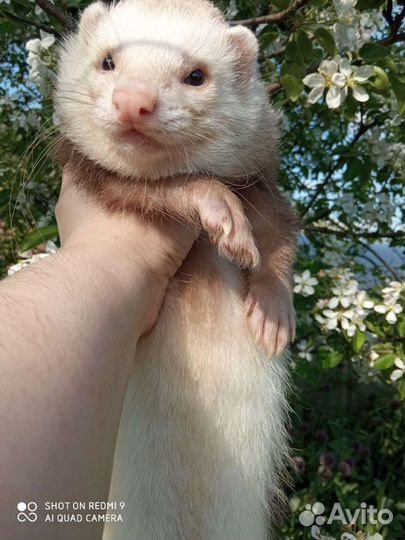 Вязка хорька