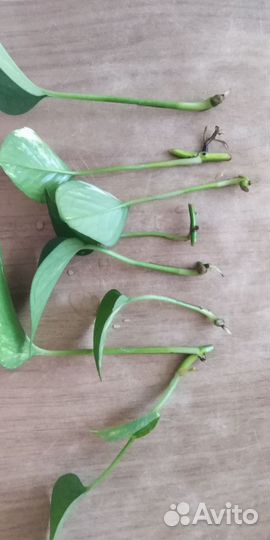 Сциндапсус золотистый