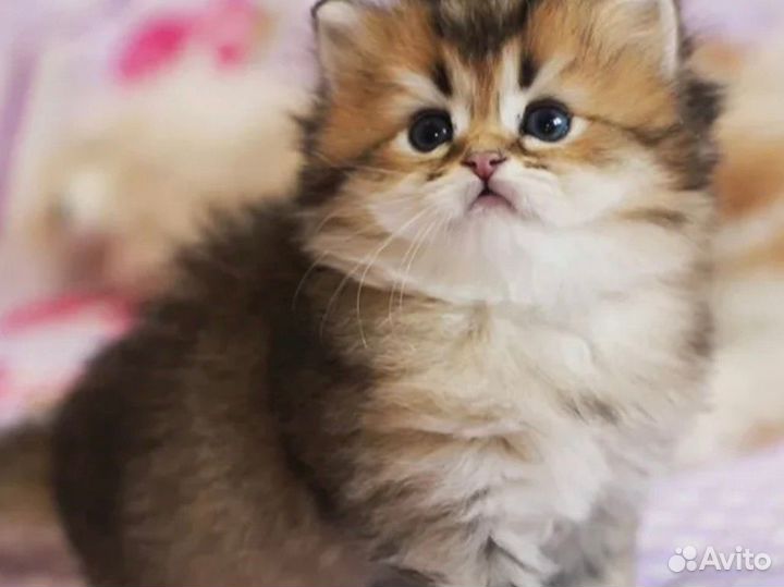Котенок
