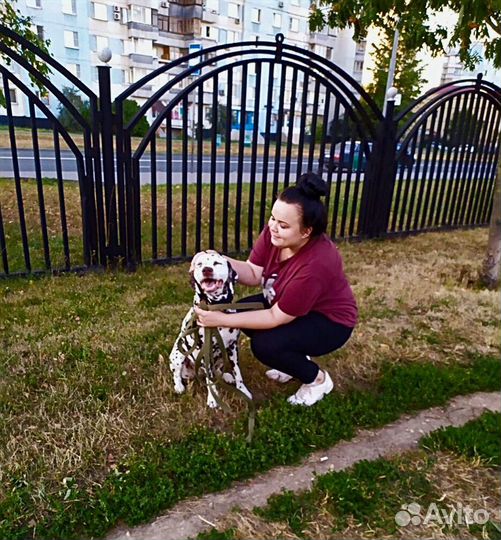 Передержка для собак