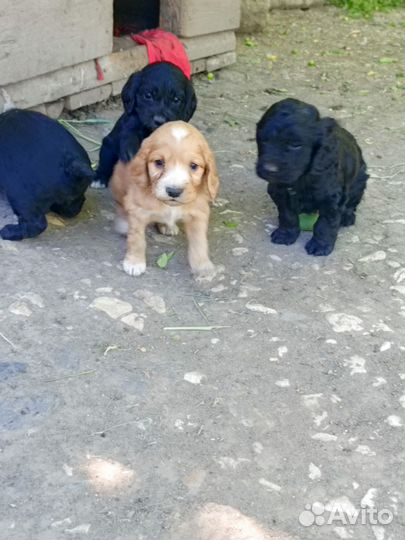 Кокеры- спаниели щенки