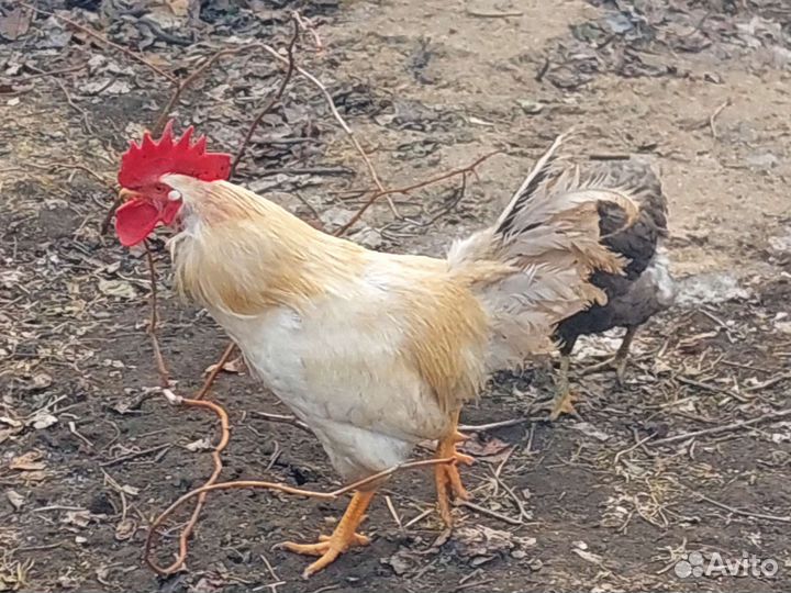 Инкубационное яйцо породистых кур