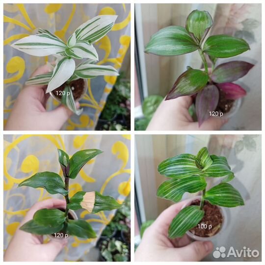 Традесканции сортовые