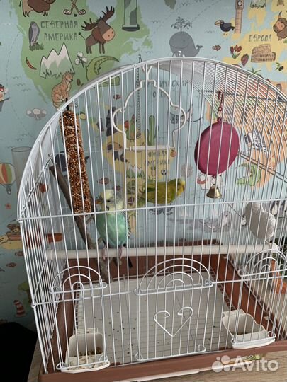 Волнистый попугай