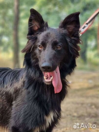 Собаки из приюта