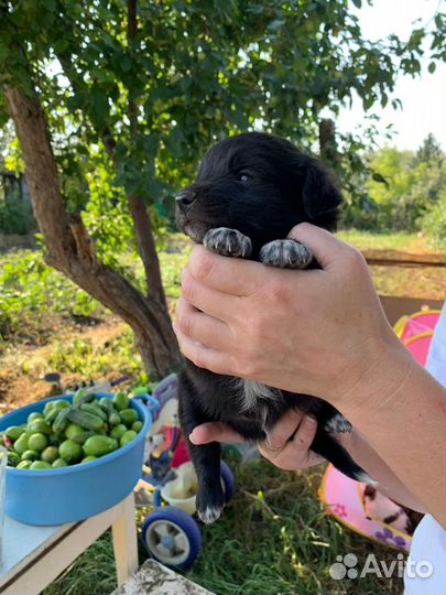 Щенки в дар