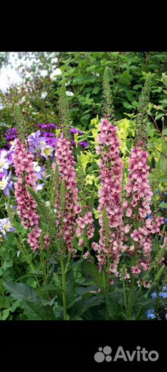 Многолетние цветы