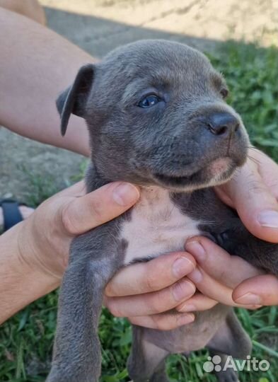 Американский стаффордширский терьер