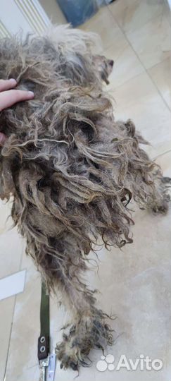 Стрижка собак и кошек Самара