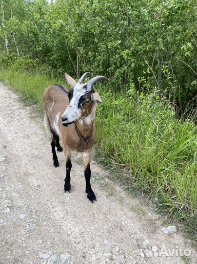 Коза альпийская нубийская