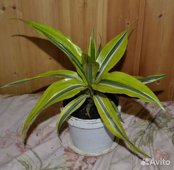 Комнатные растения