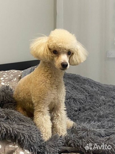 Карликовый пудель вязка