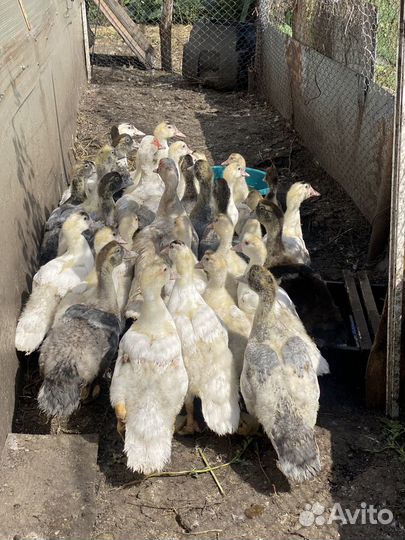 Мускусные утята индоутки