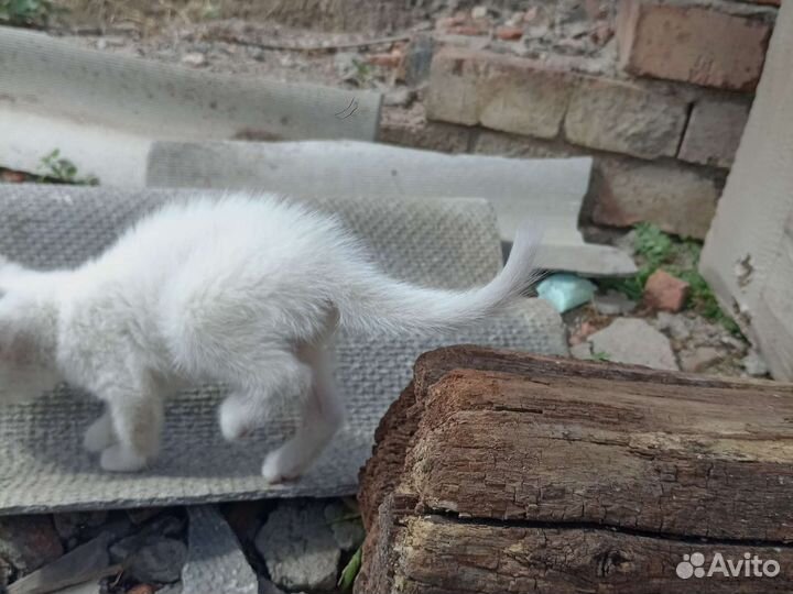 Котенок белый зовут берик