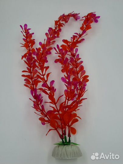 Водоросли для аквариума