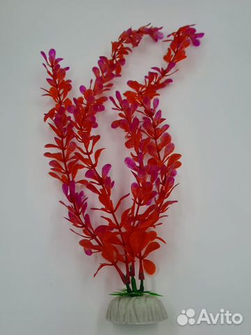 Водоросли для аквариума