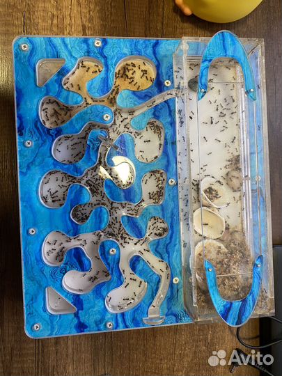 Муравьиная ферма с муравьями