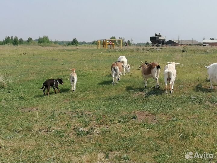 Щенки Австралийской пастушьей овчарки Келпи