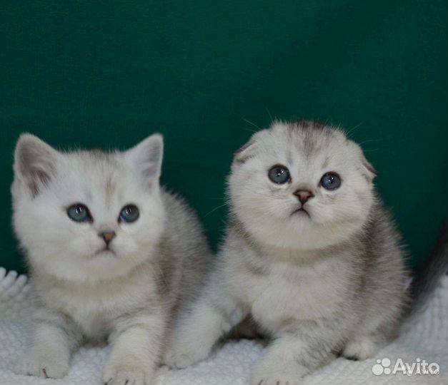 Шикарный вислоухий котик