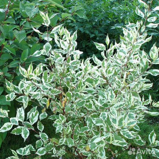 Дерен пестролистный