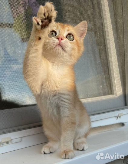 Британская золотистая шиншилла