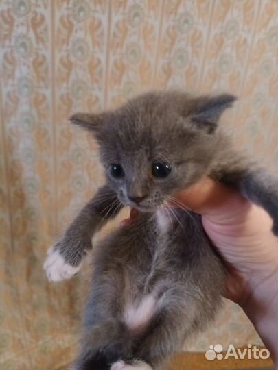 Отдам в добрые руки