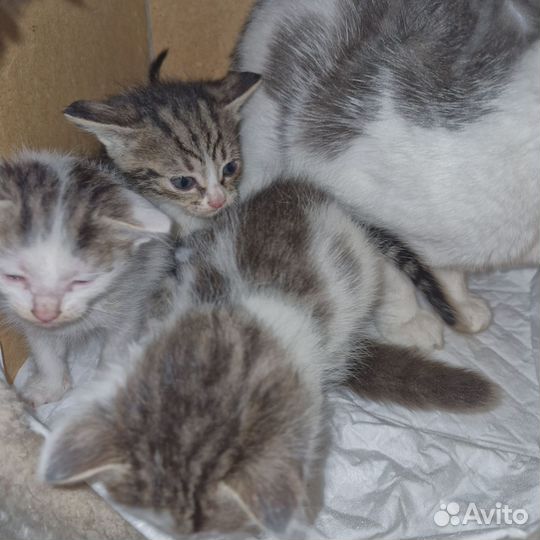 Котята отдам в добрые руки бесплатно