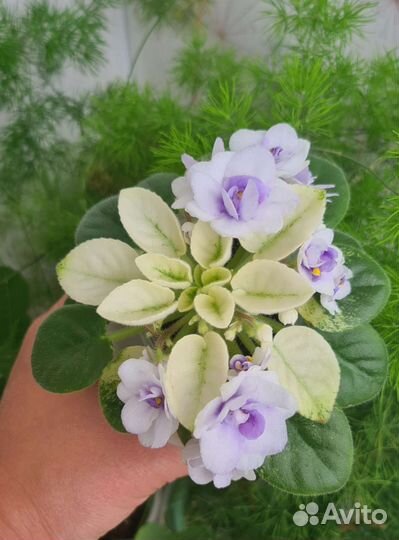 Мини фиалки