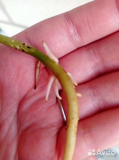 Монстера и диффенбахия