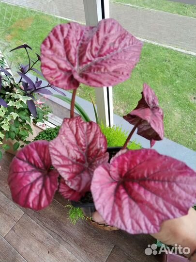 Бегония декоративно лиственная