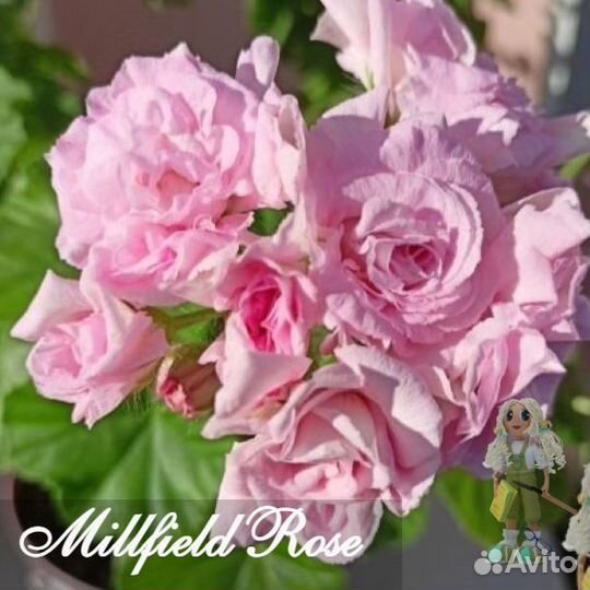 Пеларгонии сортовые