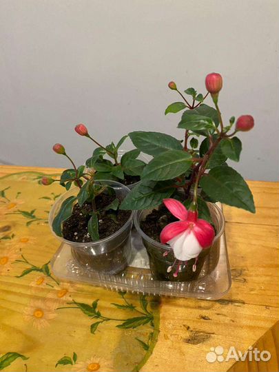 Укорененные черенки фуксии