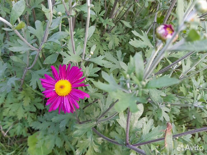 Хризантема кустовая саженцы