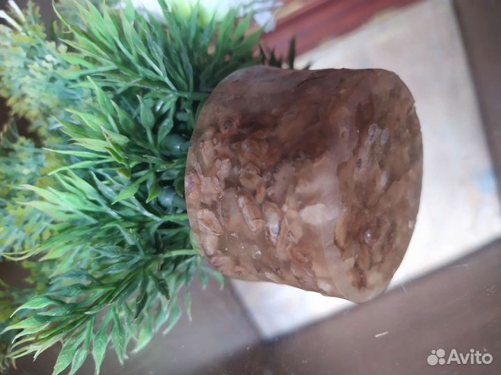 Флорариум водоросли для аквариума