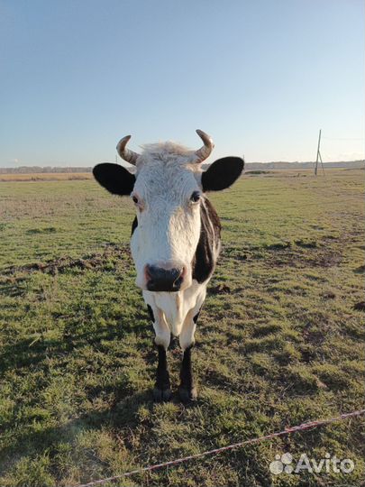 Корова стельная дойная