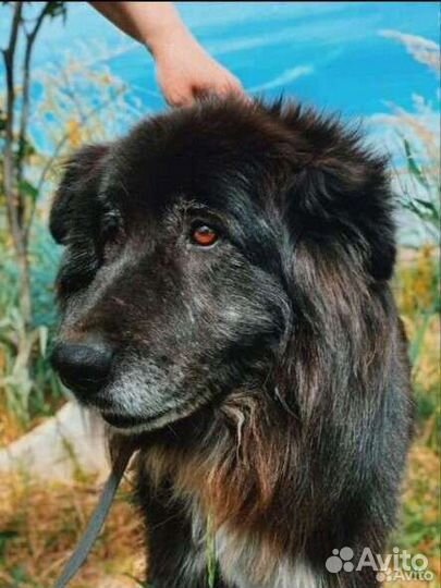 Шикарны красавчик в поисках дома