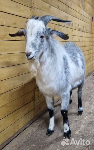 Нубийско-зааненский козел