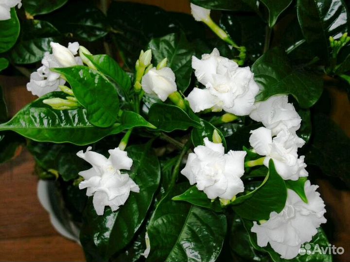 Табернемонтана дивариката