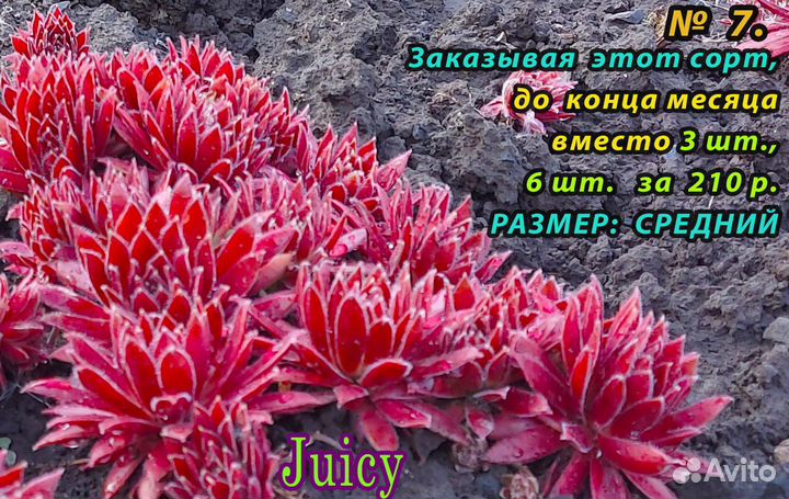 Часть 3. сортовые Каменные розы 6-8 шт